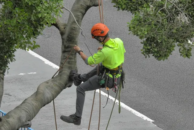 Arborist in a helmet and hi-vis shirt climbing a tree on ropes on a bright day