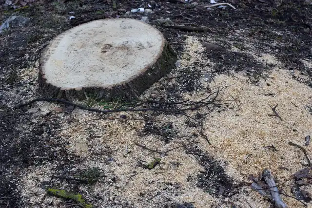 Fresh tree stump with sawdust