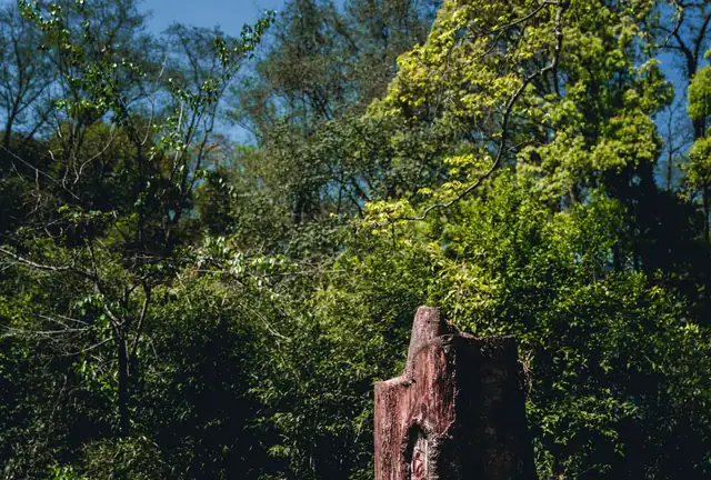 Freshly cut tree stump in a sunny wooded lot