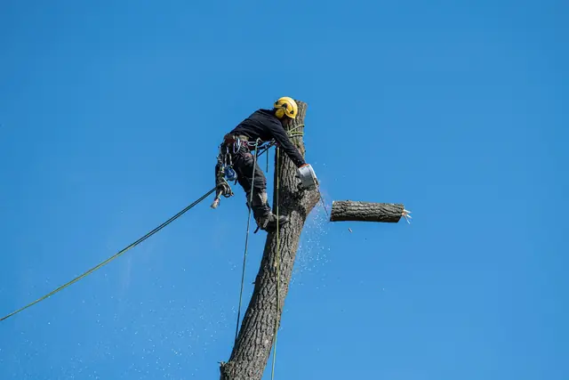 Arborist in a harness cutting a section from a tall tree trunk against a blue sky