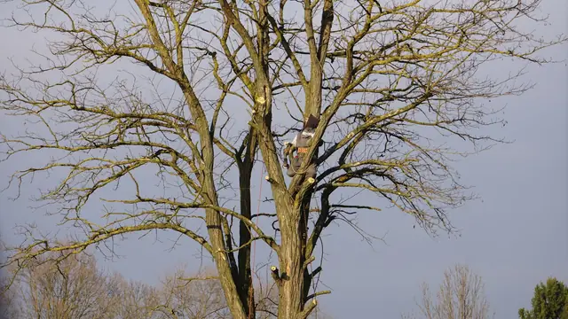 Arborist on ropes high in a large tree, pruning branches